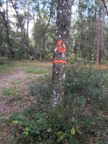 The tree marking the last turn before Peace Cave